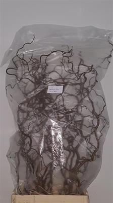 <h4>CORYLUS 60 CM x 75 tak =4=</h4>