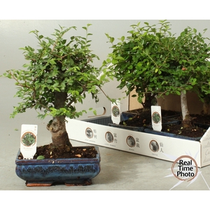 BONSAI GEM