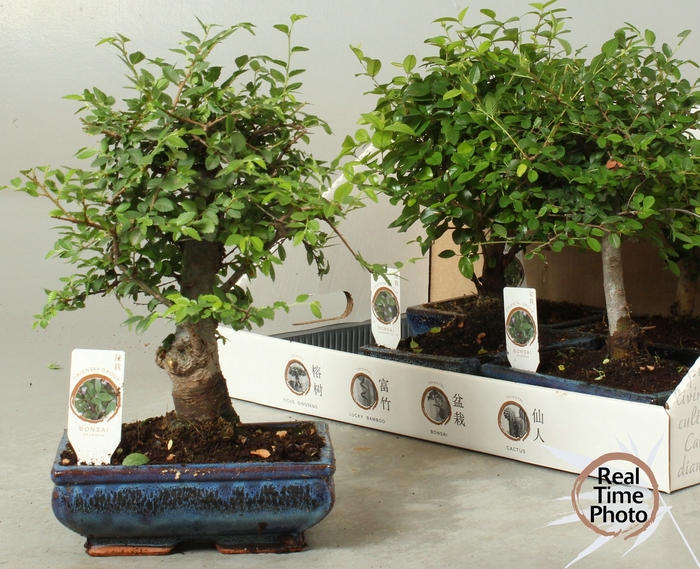 <h4>BONSAI GEM</h4>