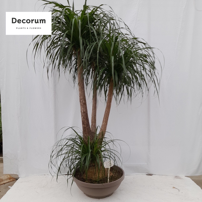 <h4>Beaucarnea vertakt op nummer 13</h4>