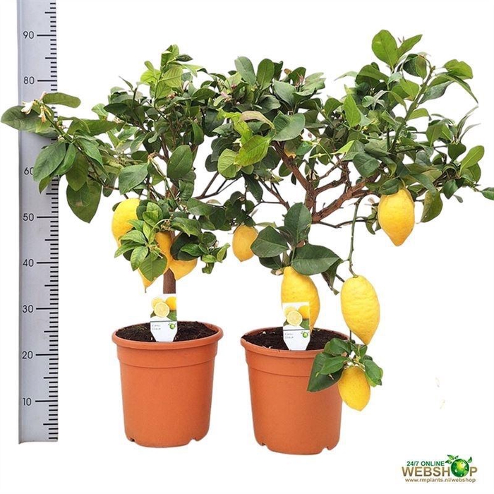 <h4>CITR LIMON</h4>