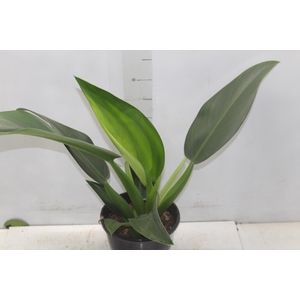 PHILODENDRON PACOVA P20