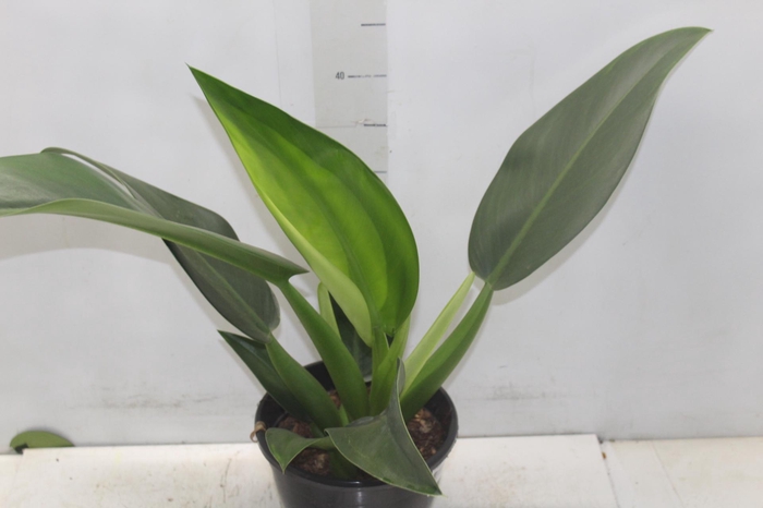 <h4>PHILODENDRON PACOVA P20</h4>