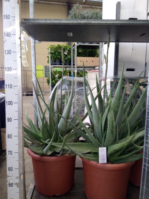 <h4>Aloe vera</h4>