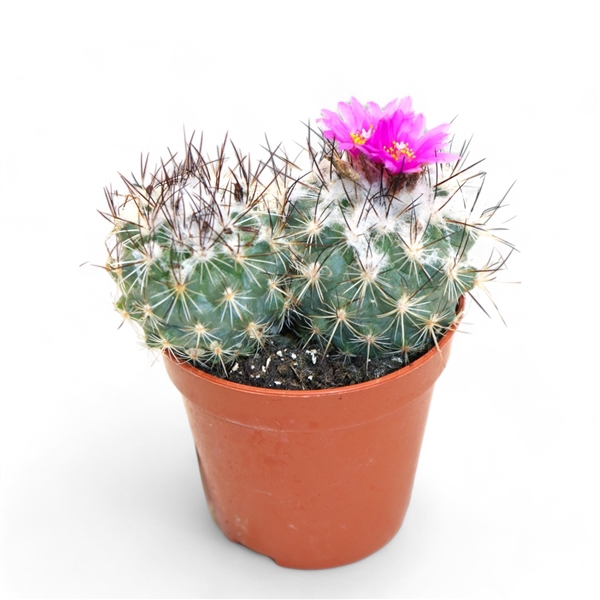 <h4>Turbinicarpus saueri ssp. nelissae</h4>