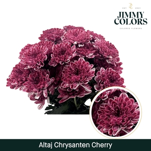 Chr T Altaj Cherry