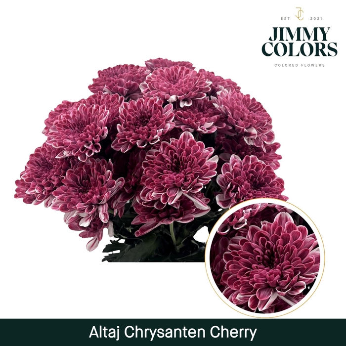 <h4>Chr T Altaj Cherry</h4>