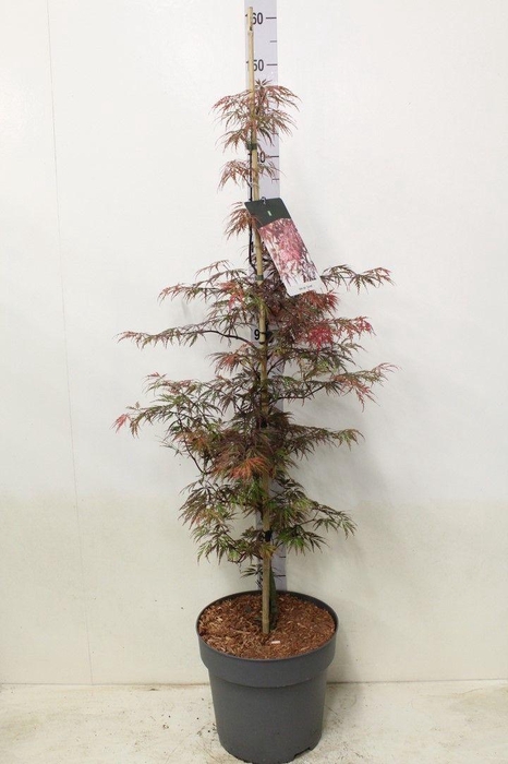 <h4>Acer palmatum 'Garnet' P32 potgekweekt</h4>
