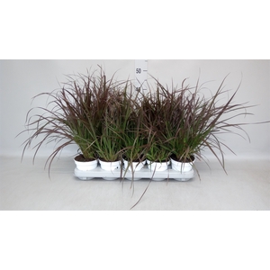 Pennisetum advena 'Rubrum'