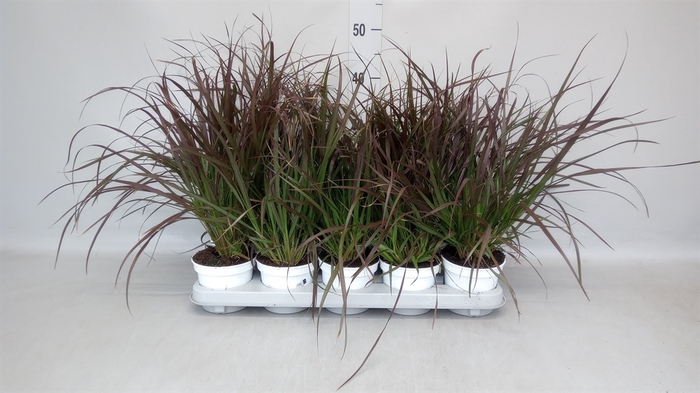 <h4>Pennisetum advena 'Rubrum'</h4>