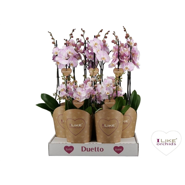 <h4>Duetto Combi tray roze</h4>