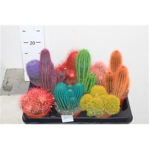 Cactus Rainbow Mix