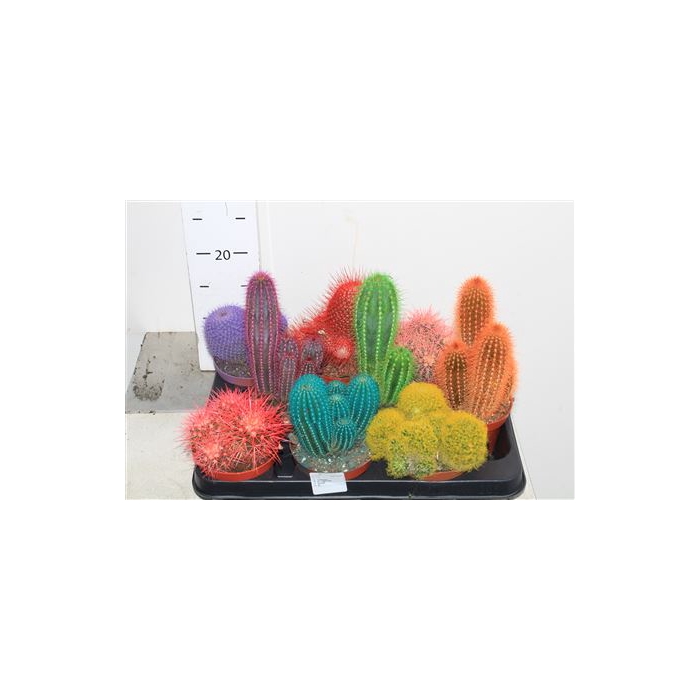 <h4>Cactus Rainbow Mix</h4>