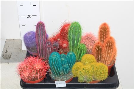 Cactus Rainbow Mix