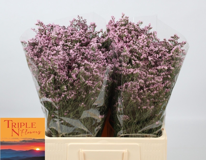 <h4>LIM SAF OSHI PINK</h4>