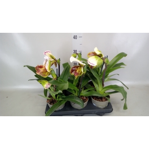 Paphiopedilum american hybride mix