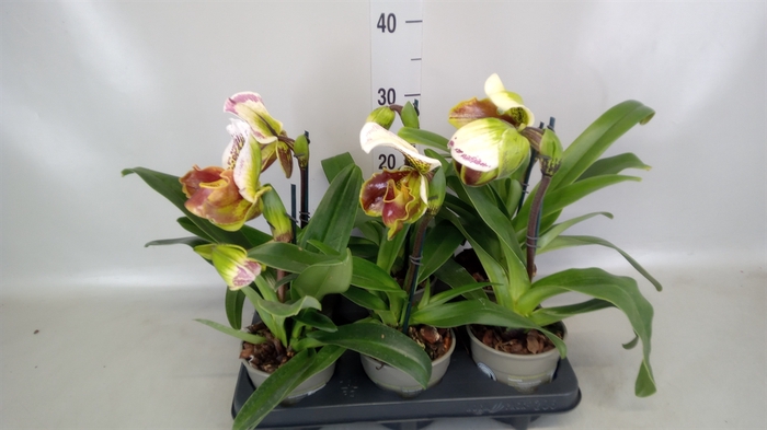 <h4>Paphiopedilum american hybride mix</h4>