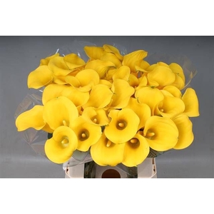 Calla Goldcup