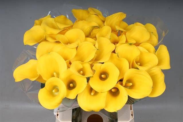 <h4>Calla Goldcup</h4>