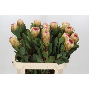PROTEA GRANDICOLOR