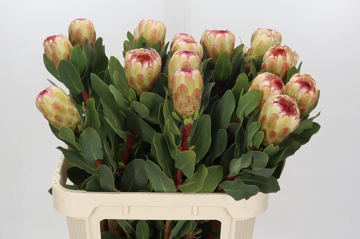 <h4>PROTEA GRANDICOLOR</h4>