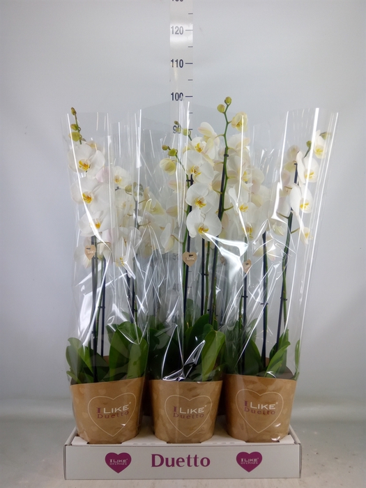 <h4>Phalaenopsis  'Ant Oxford'</h4>