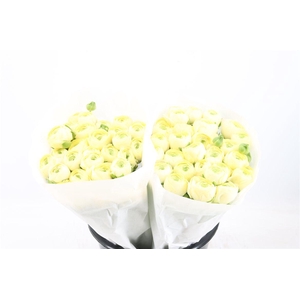 Ran Cloni Ex Commedia