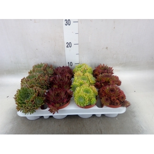 Sempervivum   ...