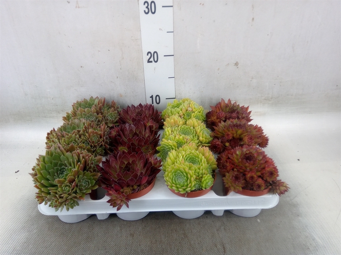 <h4>Sempervivum   ...</h4>
