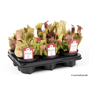 Sarracenia Mix P12 NR 168