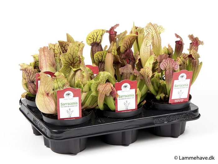<h4>Sarracenia Mix P12 NR 168</h4>