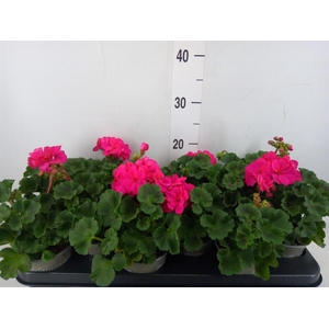 Pelargonium zona. 'ToscaSil Klaas'