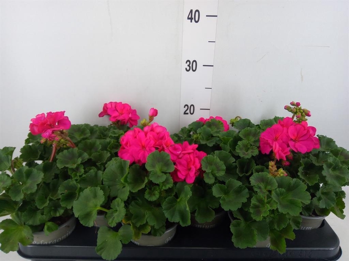 <h4>Pelargonium zona. 'ToscaSil Klaas'</h4>