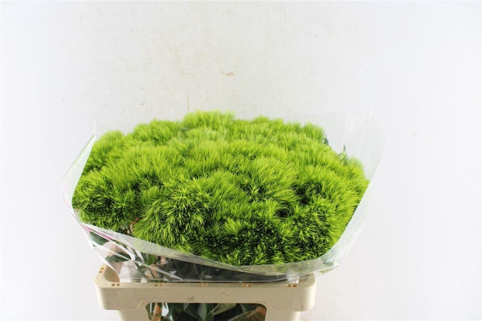 <h4>Di Barb Green Wicky</h4>