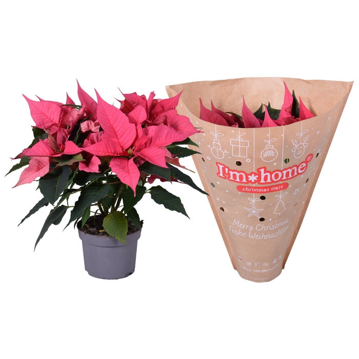 <h4>Euphorbia Roze Papier I'm home hoes</h4>