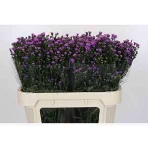 Aster Baby Pink