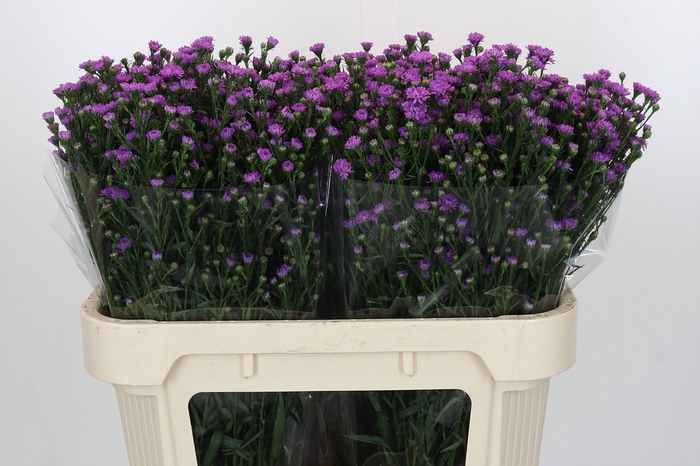 <h4>Aster Baby Pink</h4>
