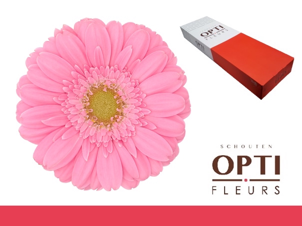 <h4>Germini Kirstey Doos</h4>