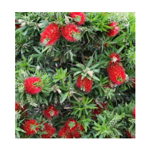 Callistemon speciosus