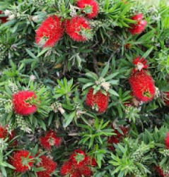 <h4>Callistemon speciosus</h4>