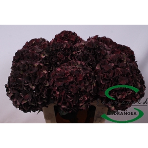 HYDR M MAG D RUBY CL
