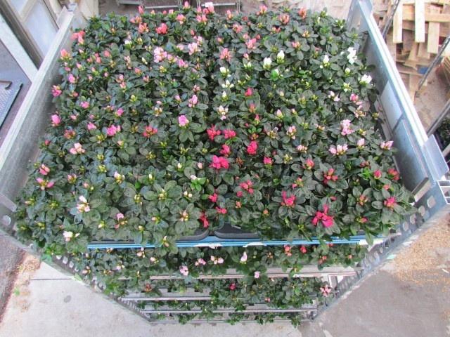 <h4>RHODO SI VOGEL GEM</h4>