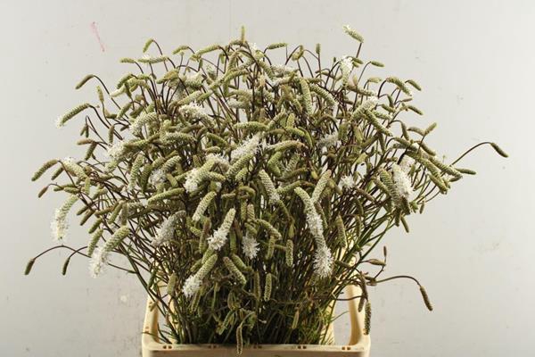 <h4>Sanguisorba Witte (80cm)</h4>
