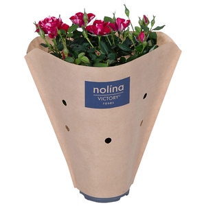 Nolina Special Roses Ø 10.5 cm Gigi