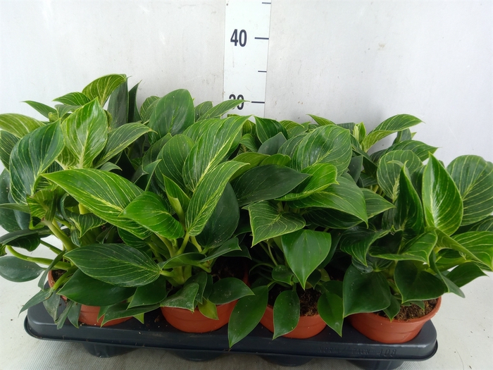 <h4>Philodendron  'Birkin'</h4>