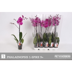 PHAL OV PAARS