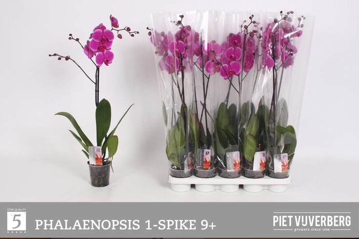 <h4>PHAL OV PAARS</h4>