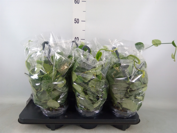 <h4>Scindapsus pictus 'Silvery Ann'</h4>