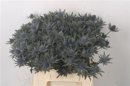 <h4>Eryngium Aquarius Qstar</h4>