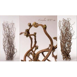 Corylus Av Contorta 100cm X50